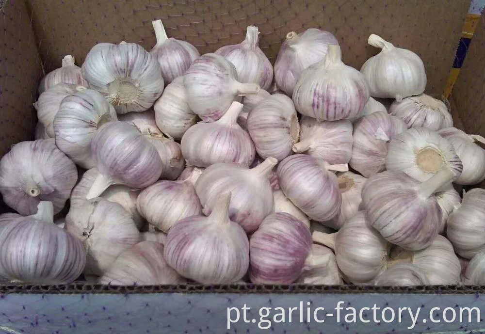 Small size fresh Garlic